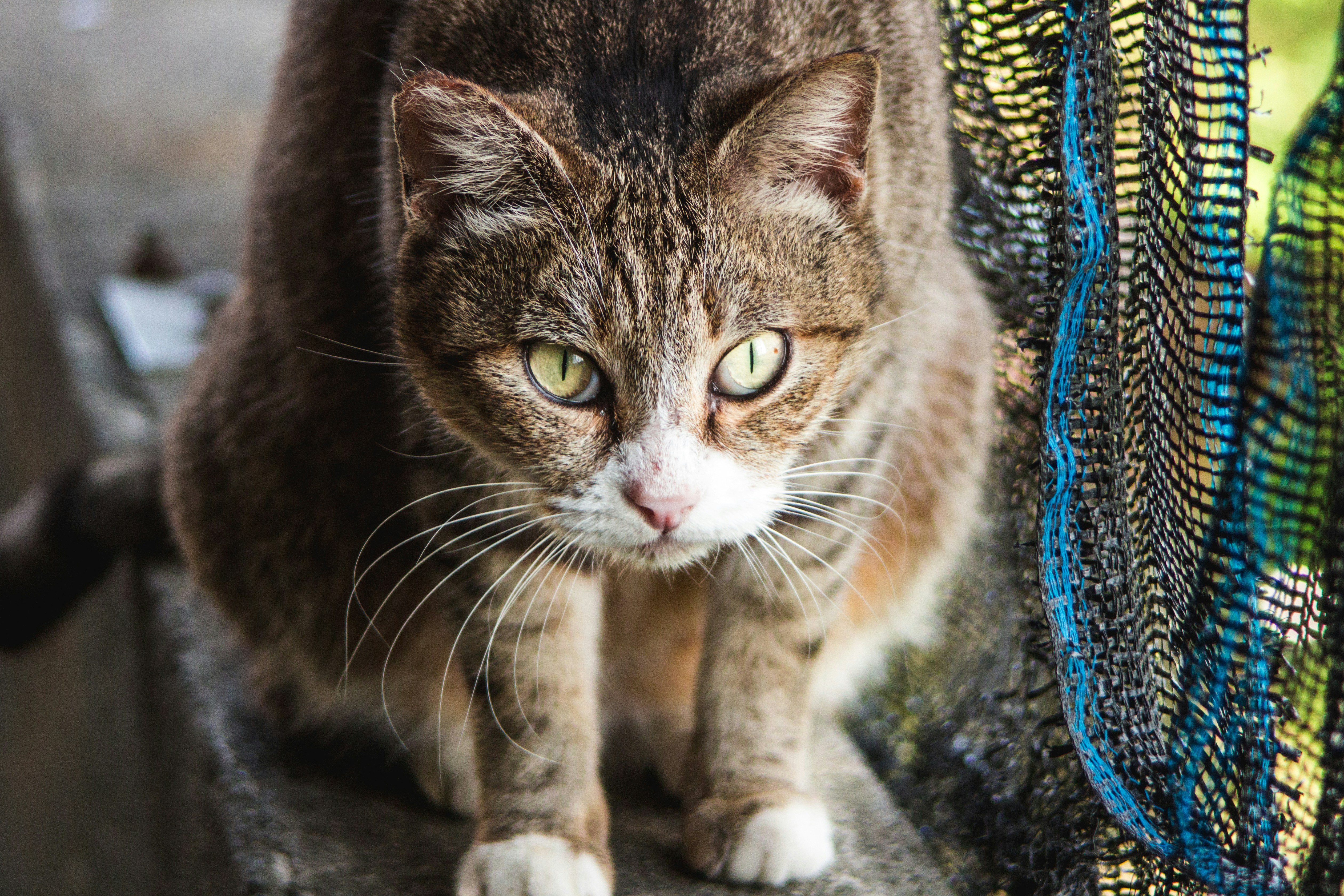 Un primer plano de un gato cerca de una cerca