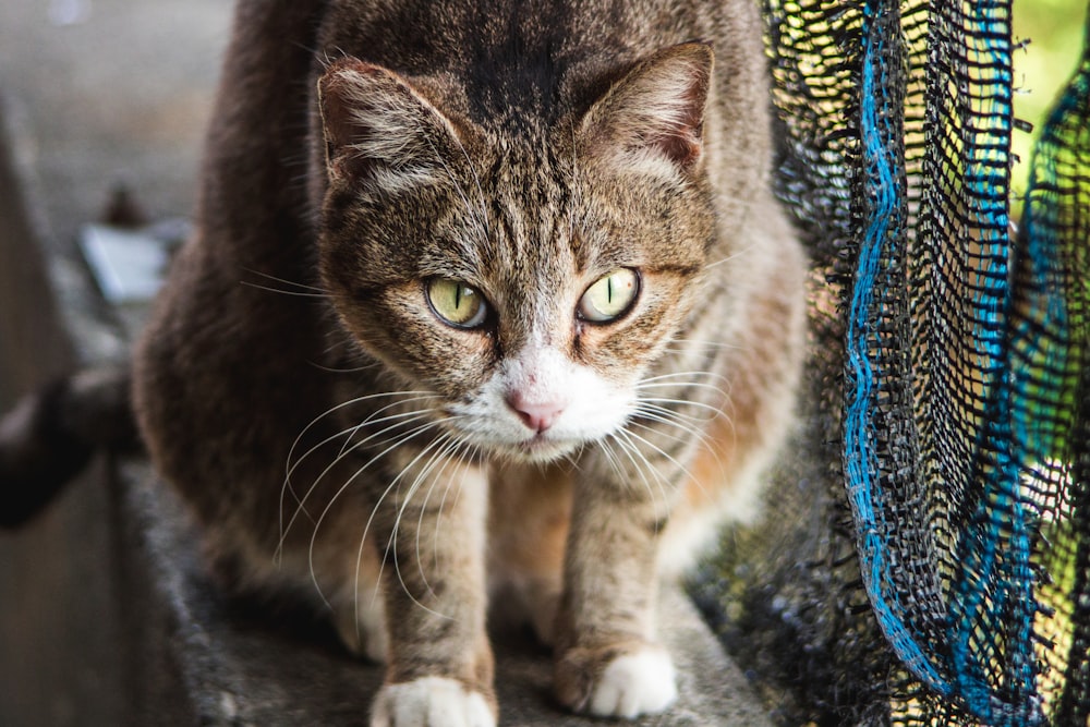 a close up of a cat near a fence