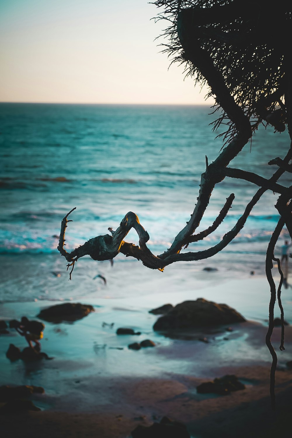 brown tree branch on seashore during daytime