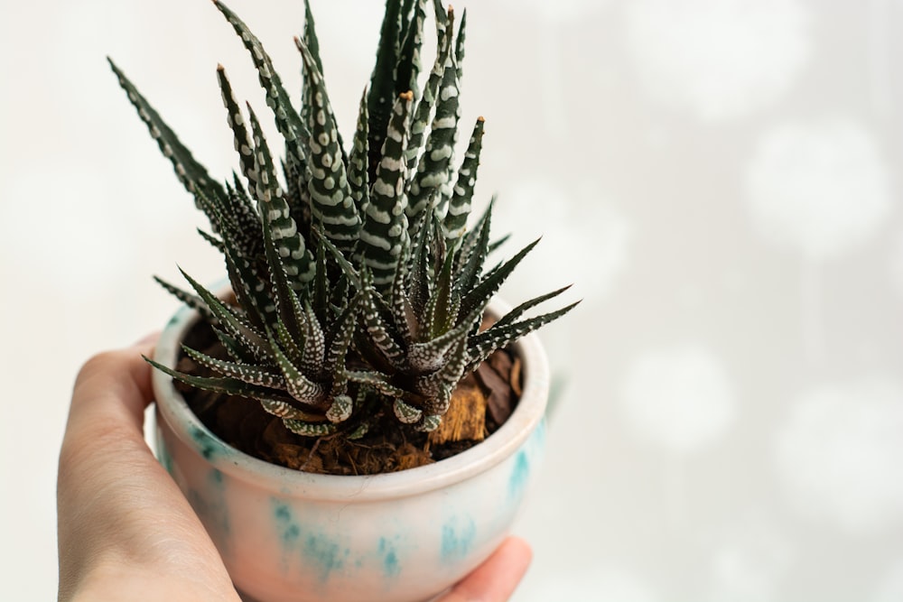 green plant in blue ceramic pot