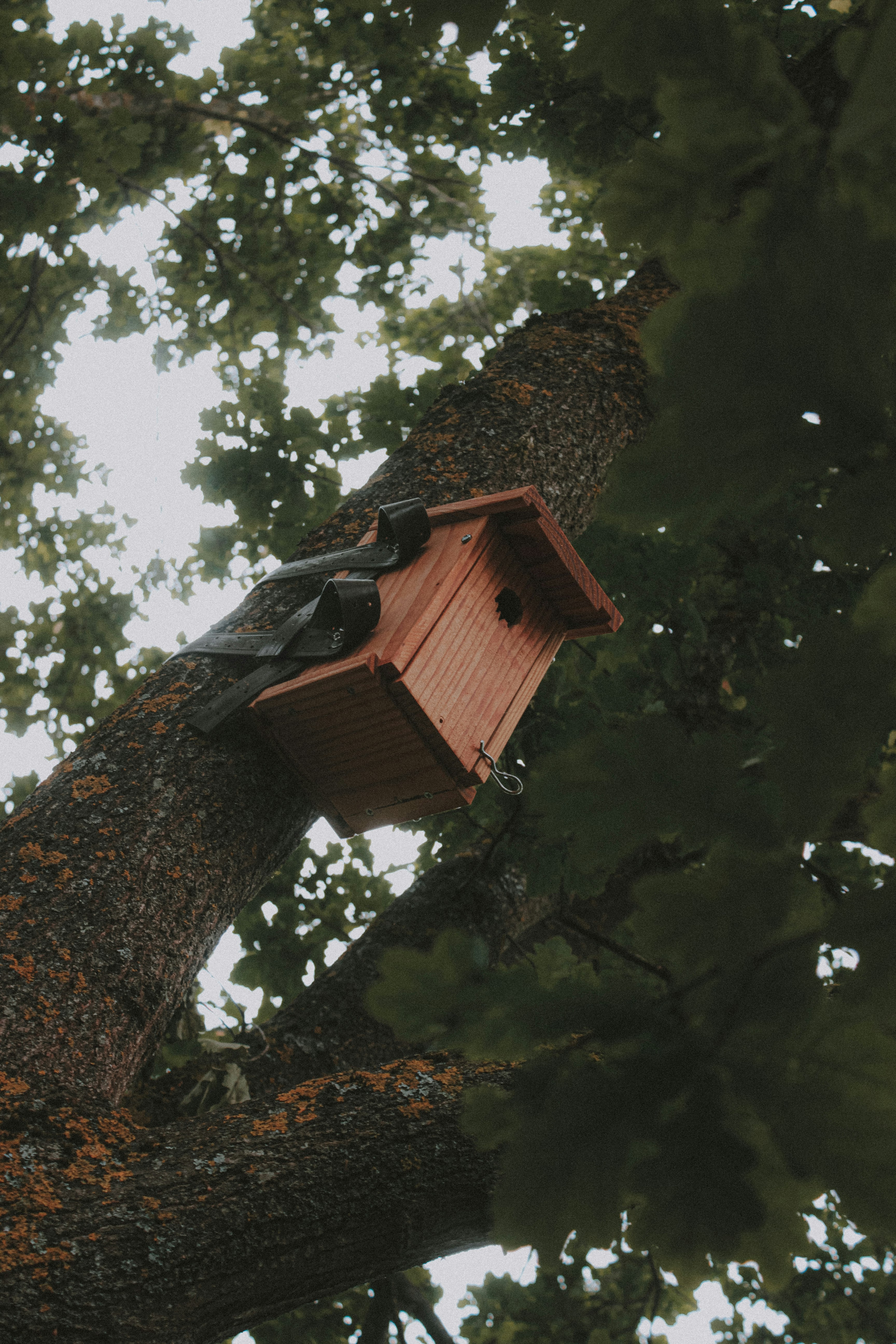 brown wooden bird house on tree