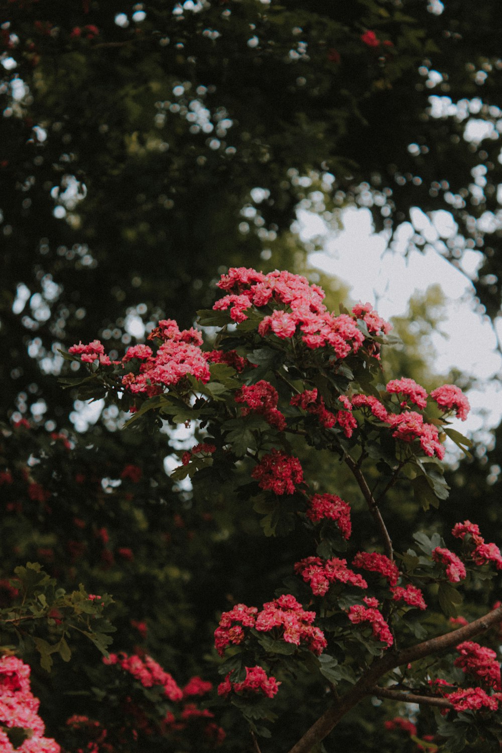 pink flowers with green leaves