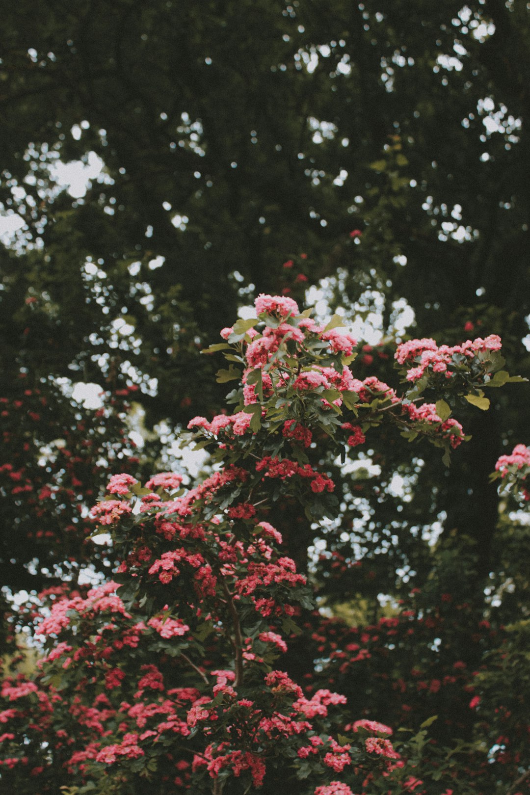 red and white flowers with green leaves