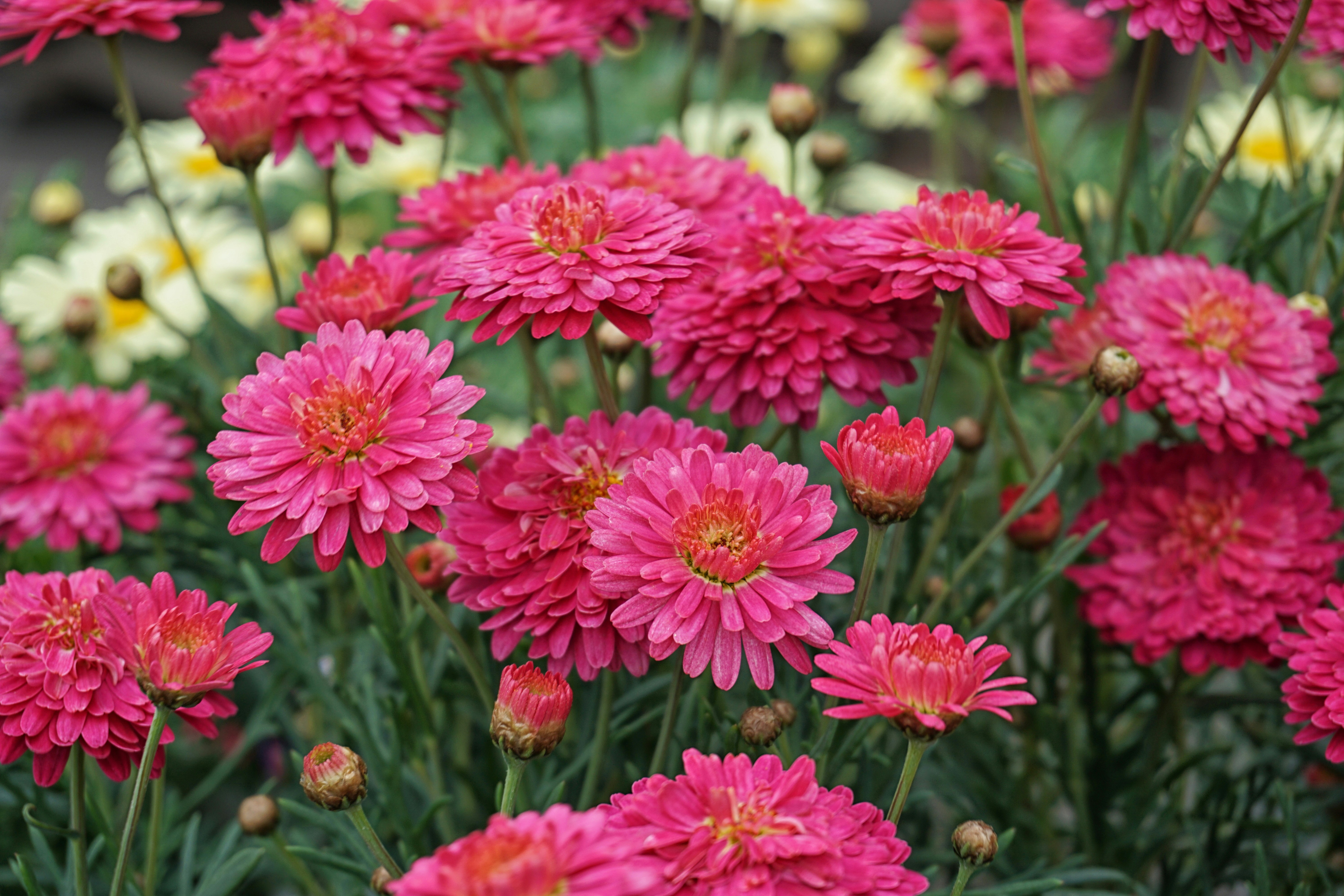 Photo by jlgarner010