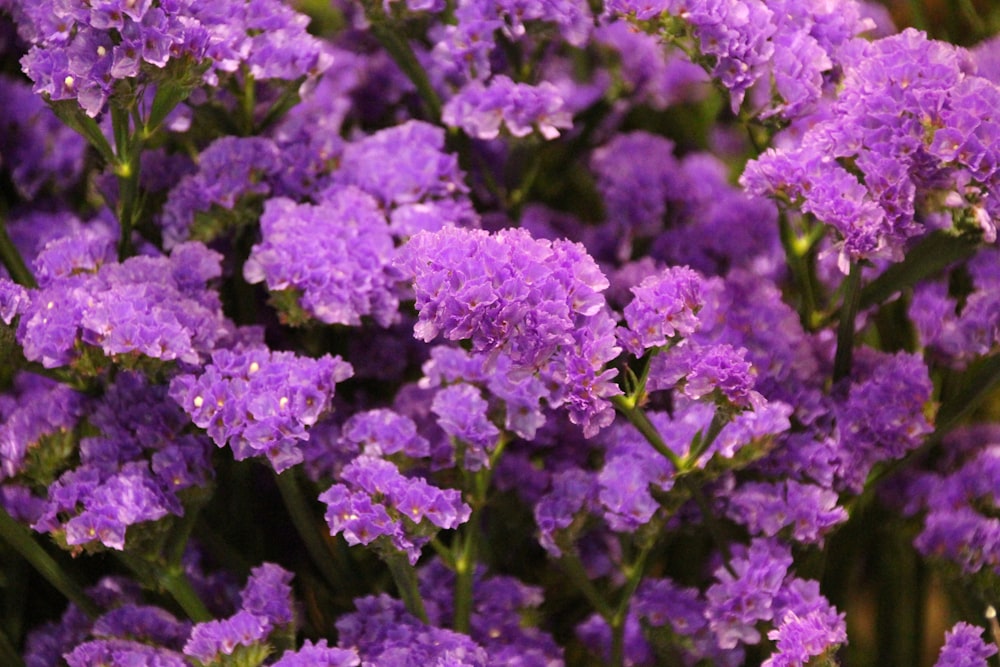 a bunch of purple flowers that are blooming