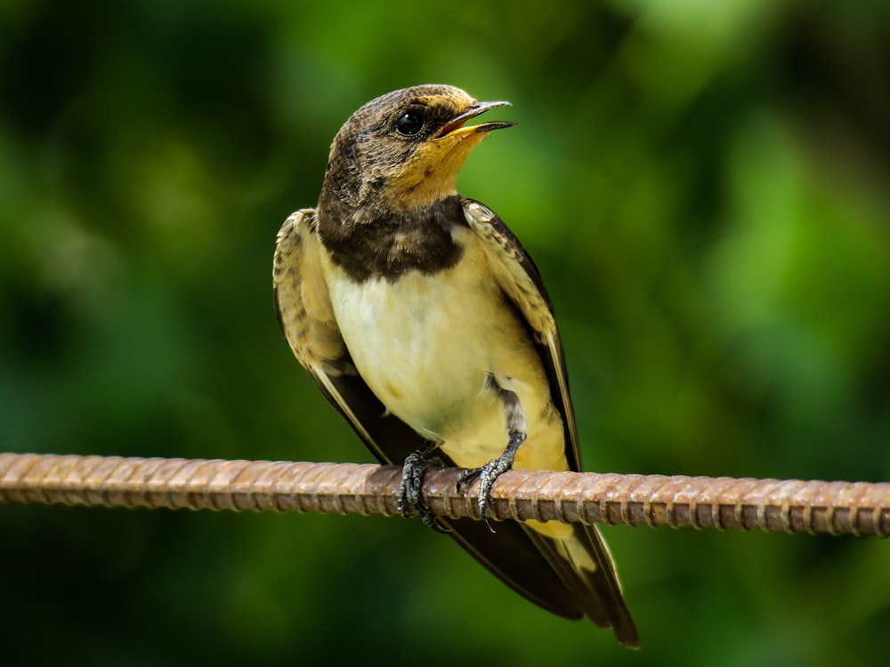 pájaro blanco y negro sobre palo de madera marrón