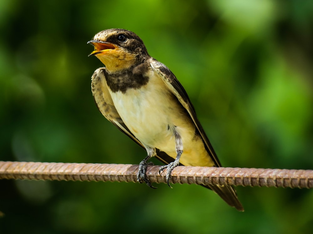 brown and white bird on brown wooden stick