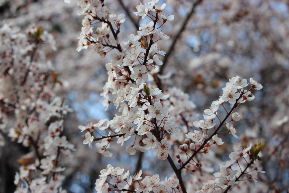 white cherry blossom in close up photography