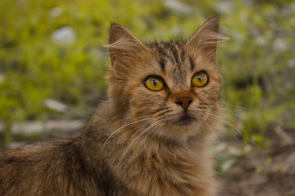 braune und schwarze Katze tagsüber auf grünem Gras