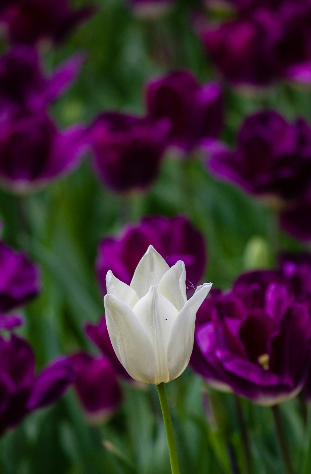 a close up of a white and purple flower