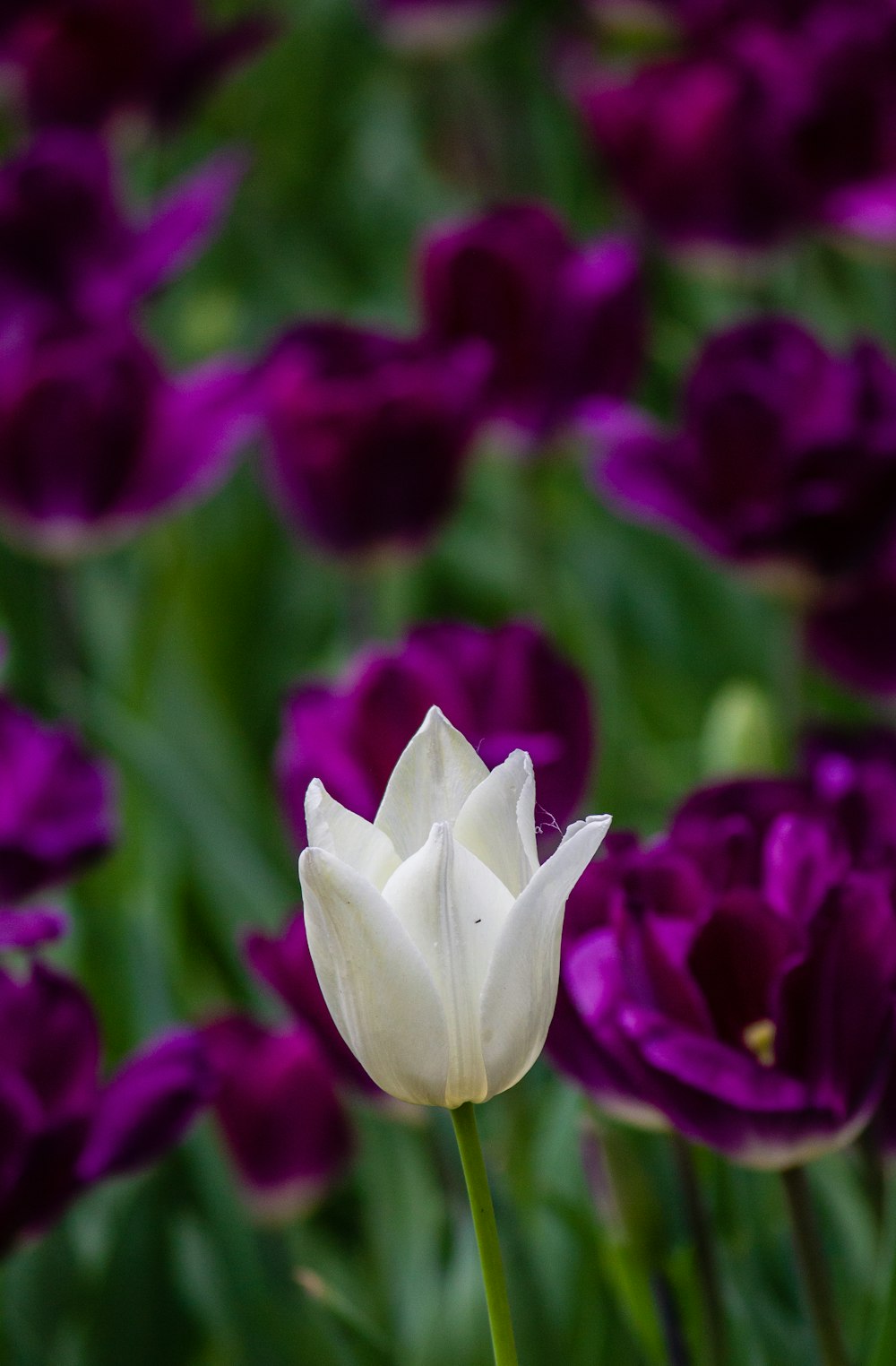 eine Nahaufnahme einer weißen und violetten Blume