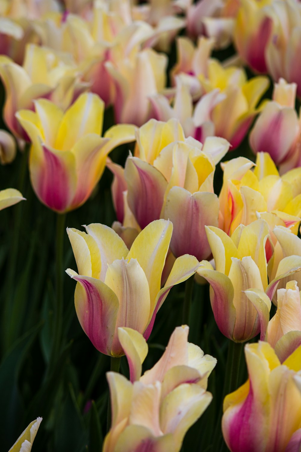 pink and yellow tulips in bloom during daytime