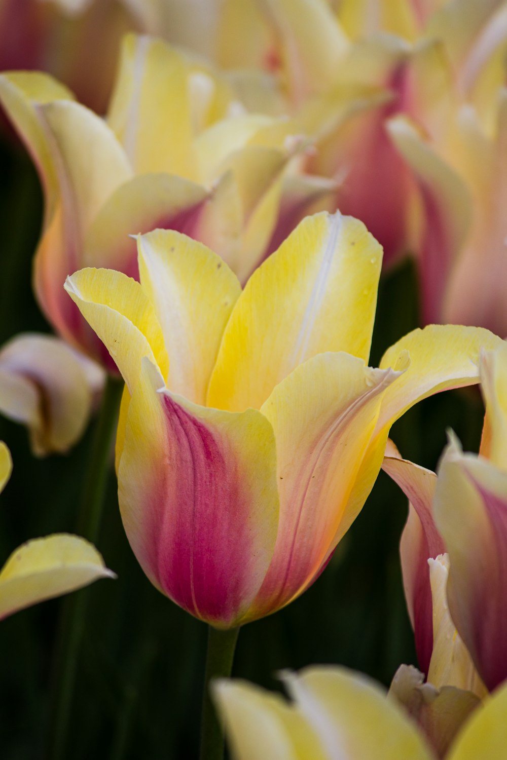 yellow and purple flower in macro shot