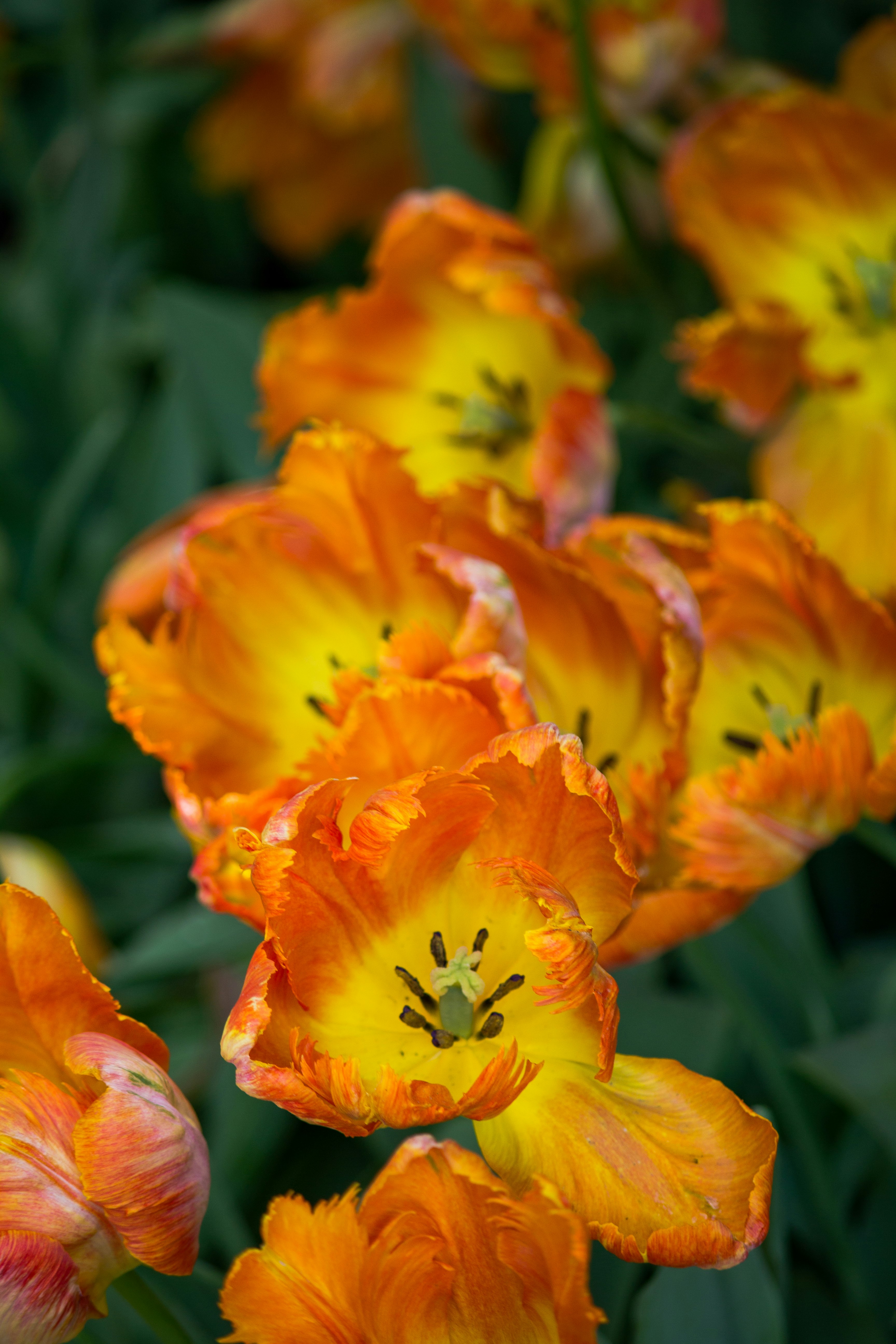 yellow and orange flower in tilt shift lens