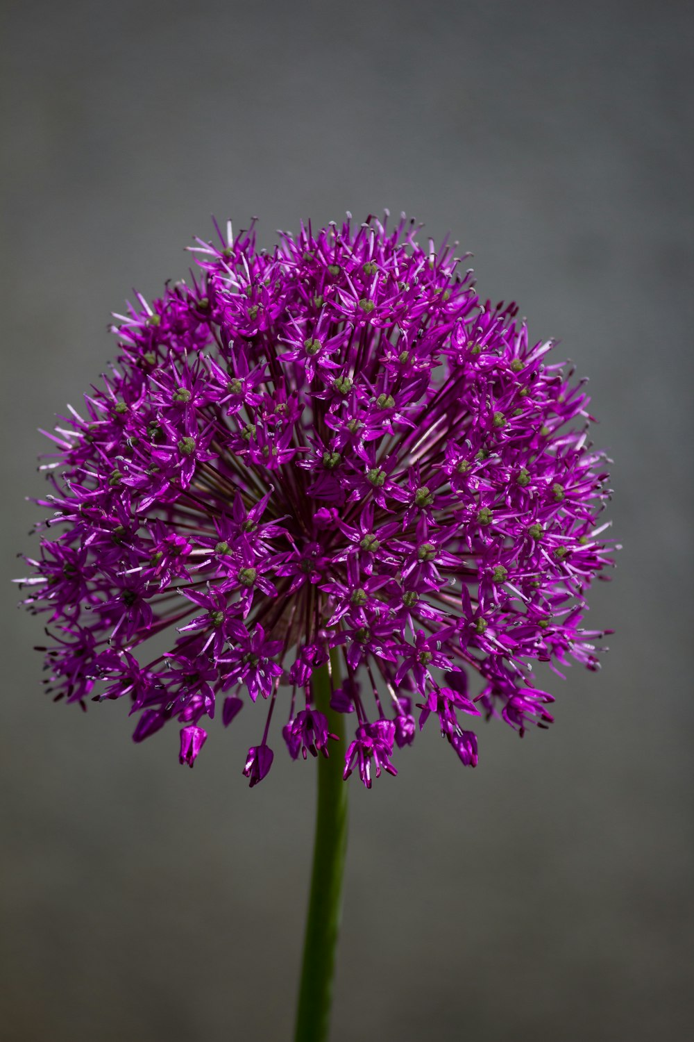 purple flower in macro lens