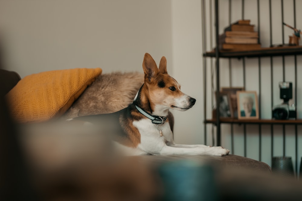 brown and white short coated dog on white textile