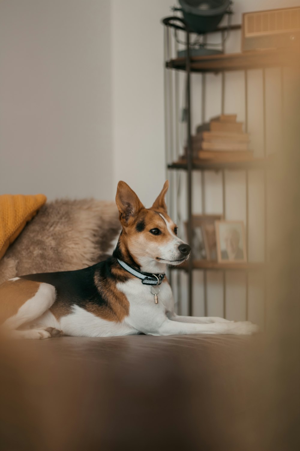 brown white and black short coated dog lying on brown couch