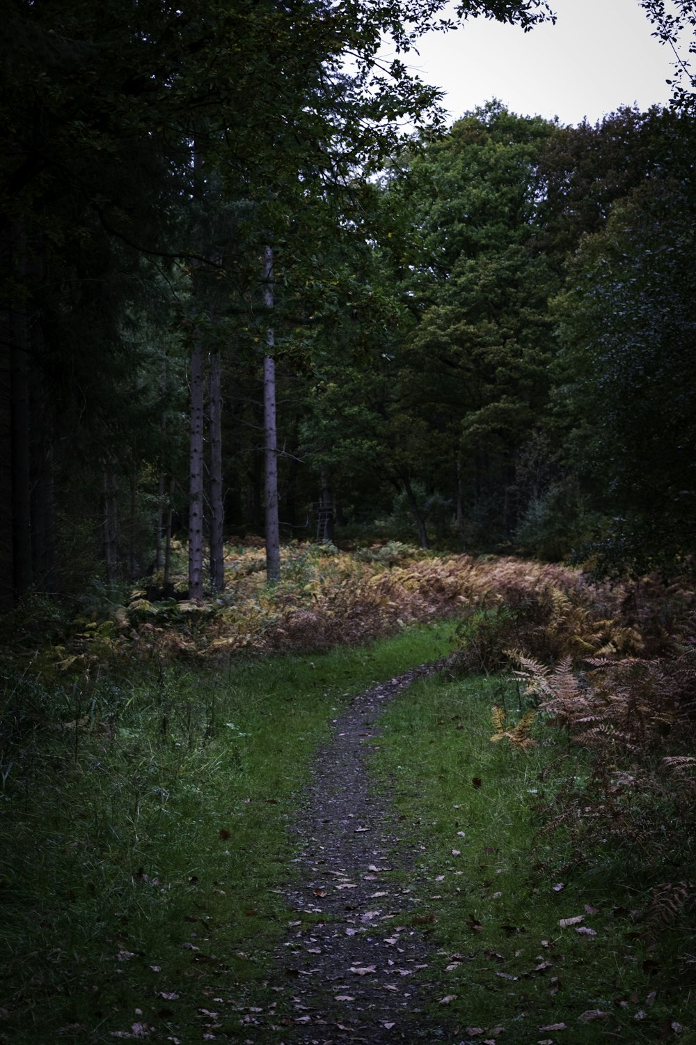 a path in the middle of a forest