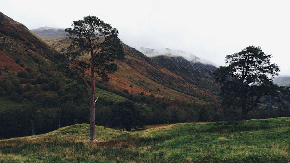 green tree on green grass field near mountain during daytime