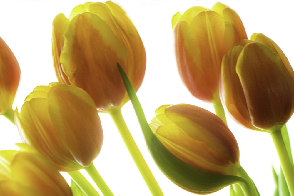 orange tulips in white background