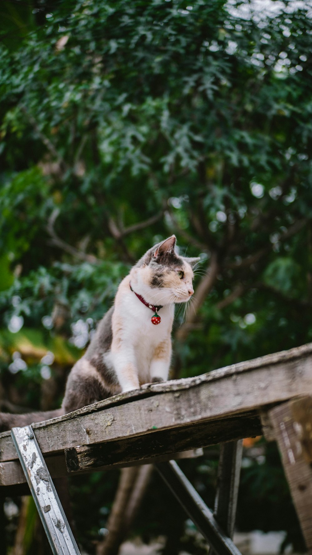 white and black cat on brown wooden fence during daytime