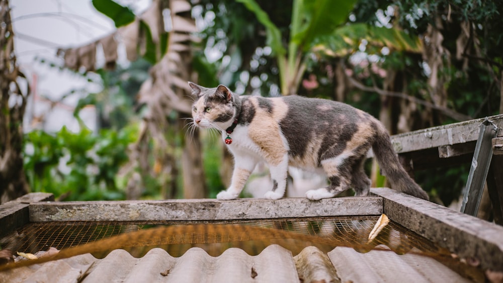 gatto calicò su recinzione di legno marrone durante il giorno