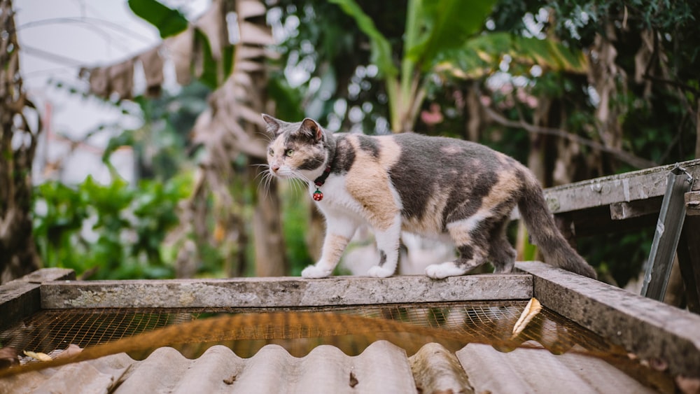 Kalikokatze tagsüber auf braunem Holzzaun