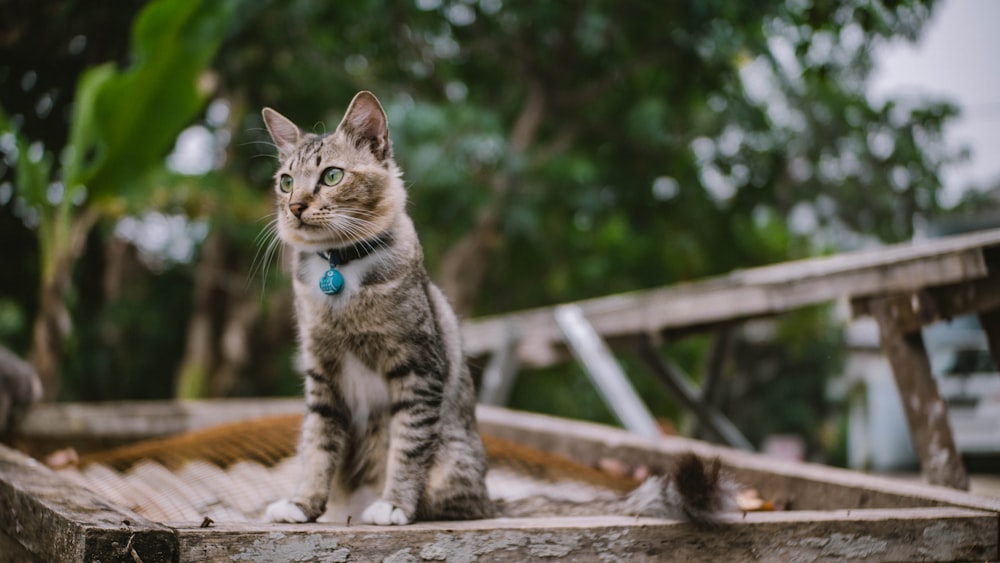 silberne Tabby-Katze auf braunem Holztisch