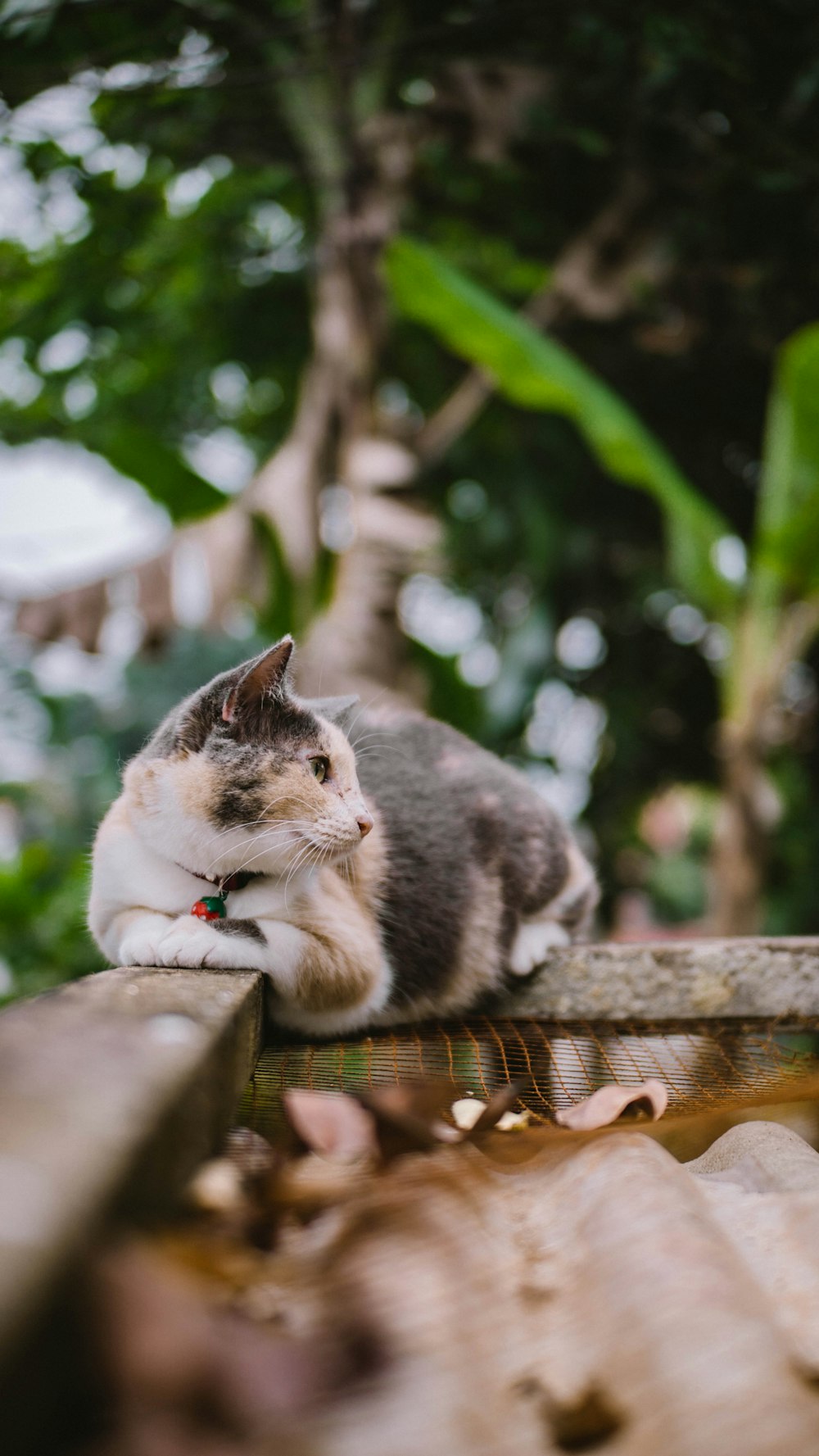 white and gray cat on brown wooden table