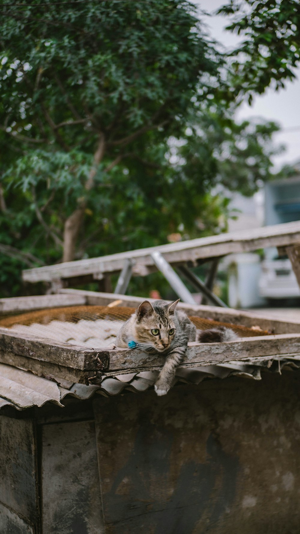 gato atigrado marrón en una superficie de concreto marrón durante el día