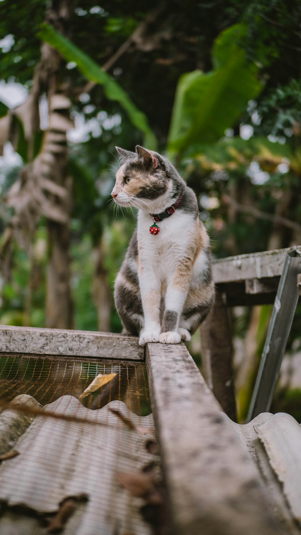 Gato blanco y negro en la valla de madera marrón durante el día