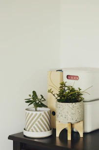 Minimalist wooden tissue box with smooth edges next to indoor plants.