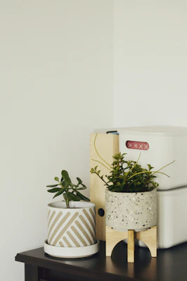 Minimalist wooden tissue box with smooth edges next to indoor plants.