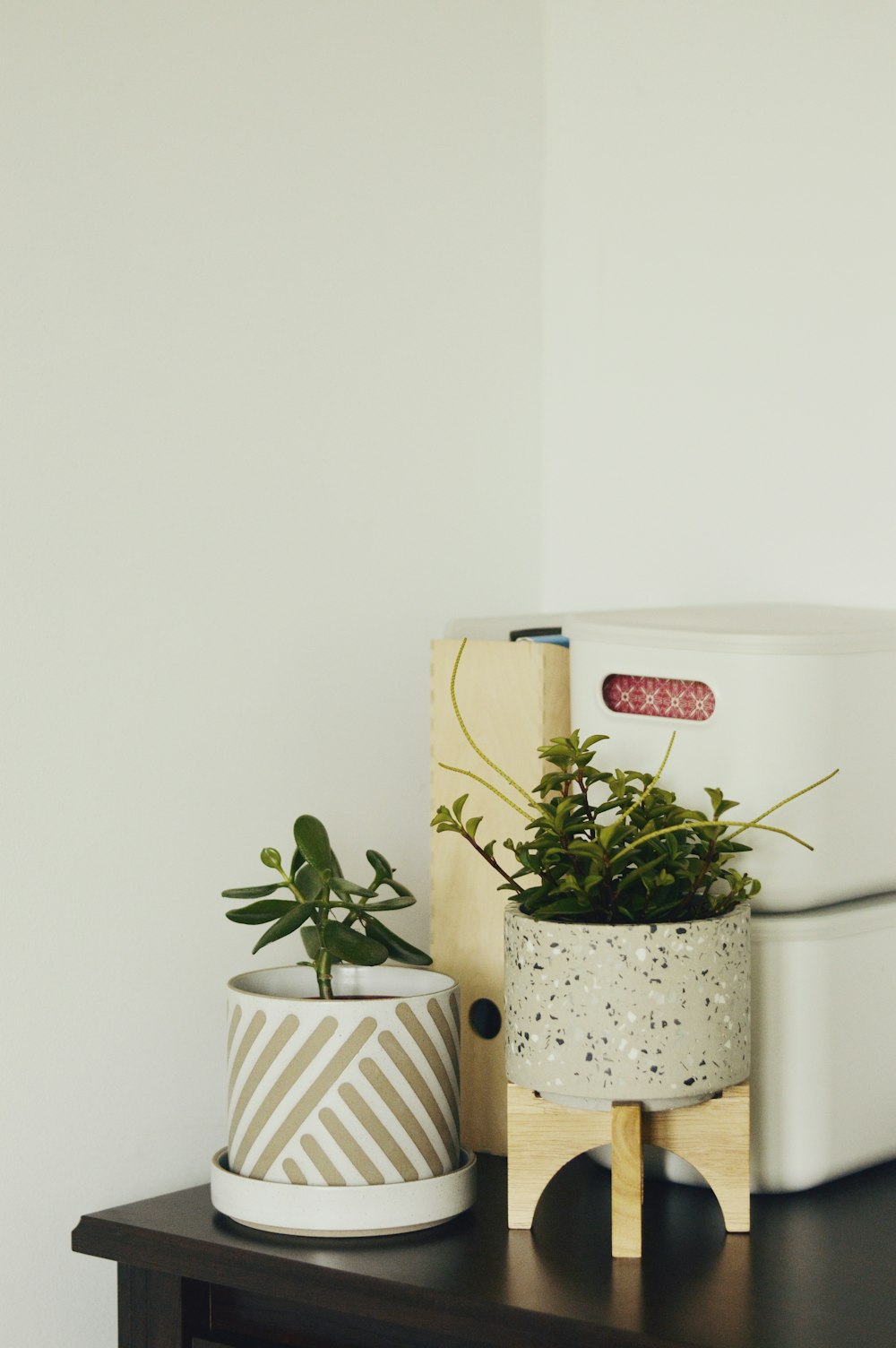 green plant on white ceramic pot