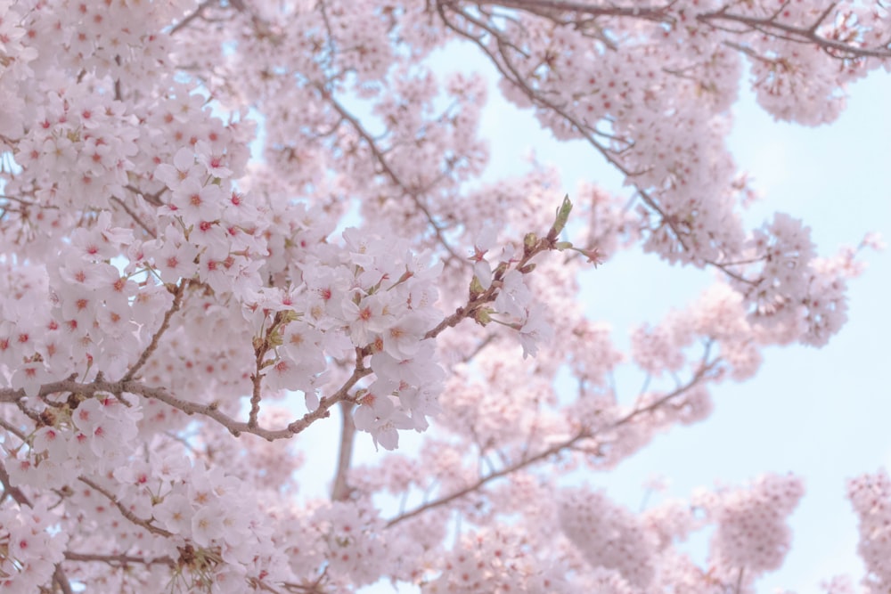 white cherry blossom tree during daytime