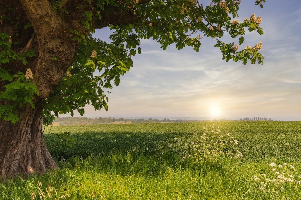 campo di erba verde sotto nuvole bianche durante il giorno