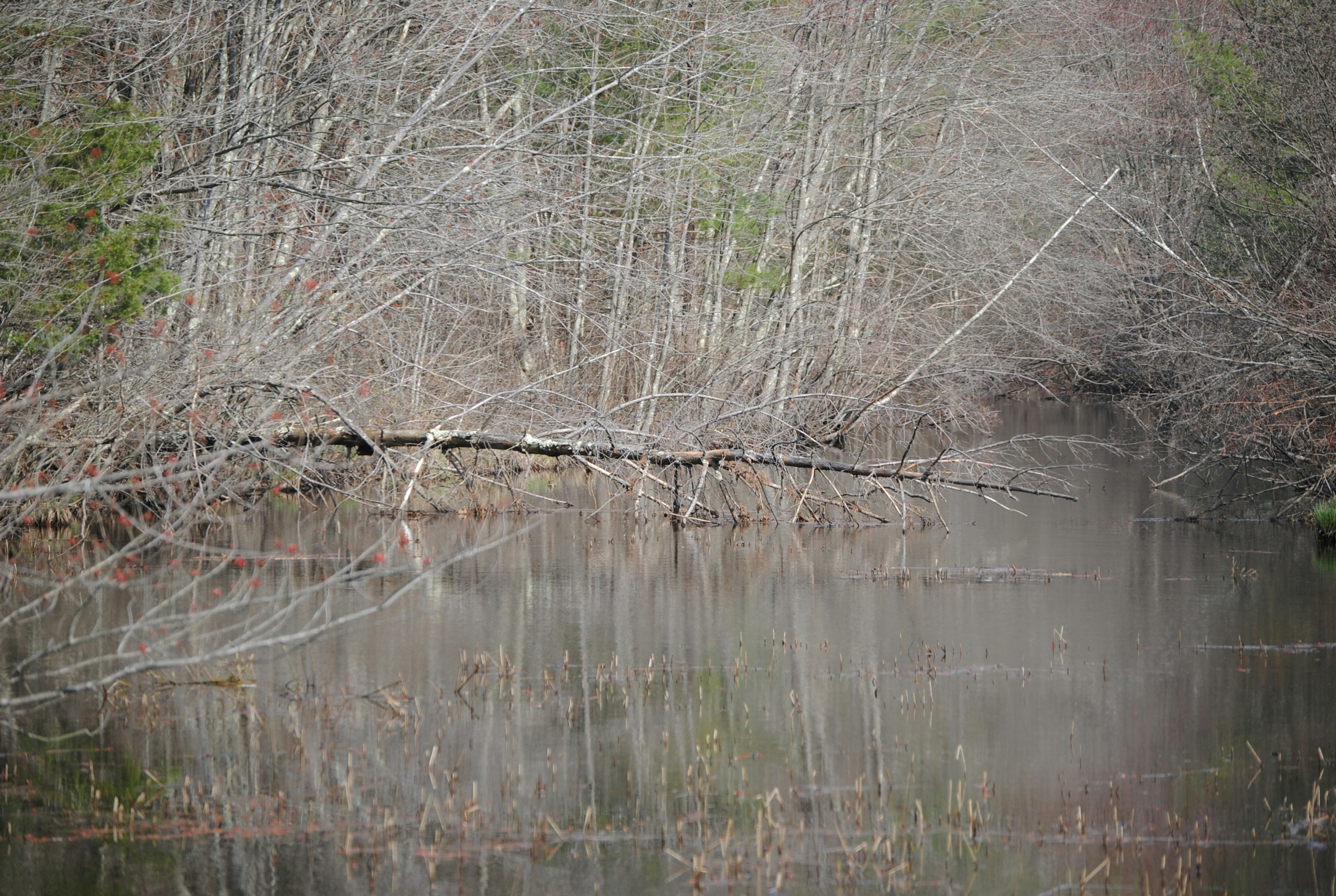 Ron Belliveau (@rcbell11) | Unsplash Photo Community