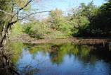 Quiet pond reflecting fresh spring greenery and a blue sky near Rancho Amandy.