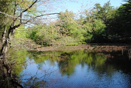 A peaceful pond surrounded by lush greenery reflecting the sky above.