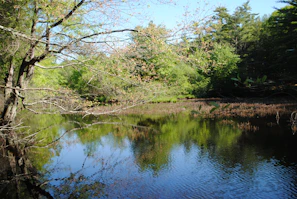 Quiet pond reflecting fresh spring greenery and a blue sky near Rancho Amandy.