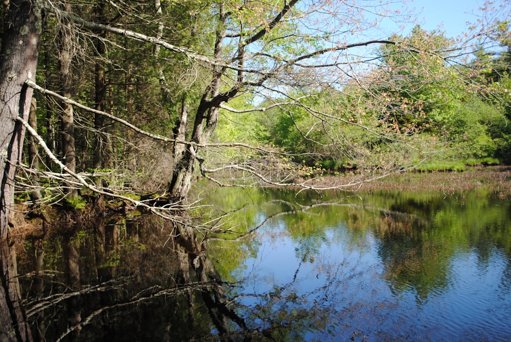 green trees beside river during daytime