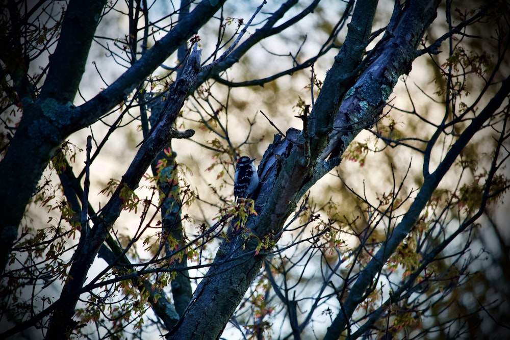 black and white bird on brown tree branch during daytime