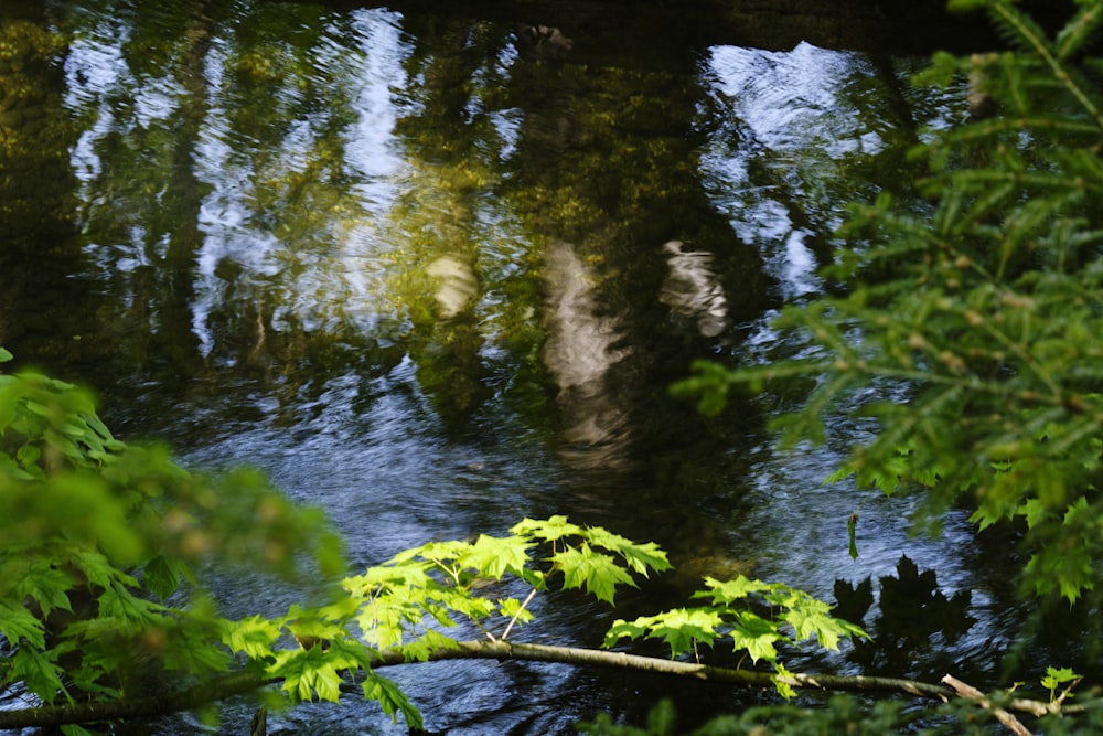 green water lilies on water