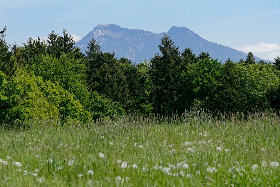 photo of Prien am Chiemsee Nature reserve near Fraueninsel Chiemsee