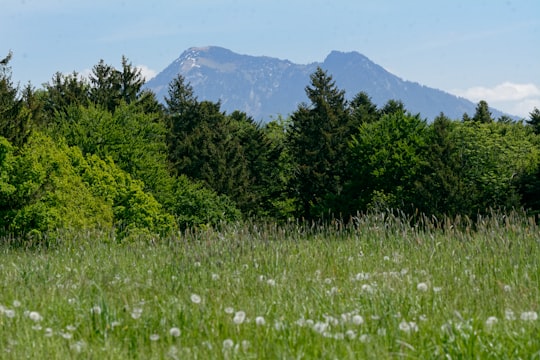 green grass field near green trees and mountain during daytime in Prien am Chiemsee Germany