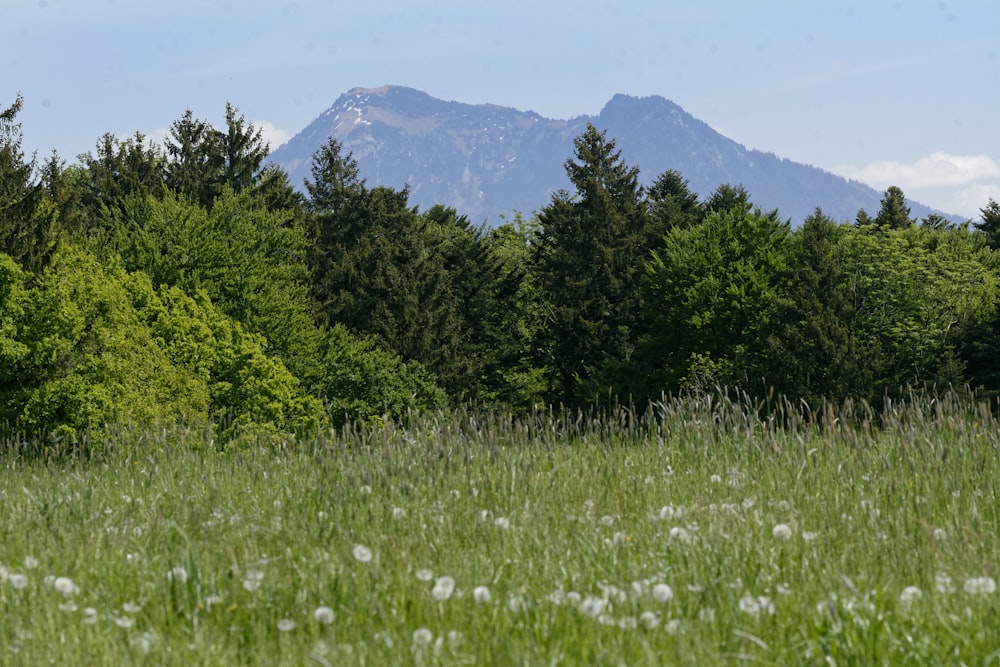 green grass field near green trees and mountain during daytime