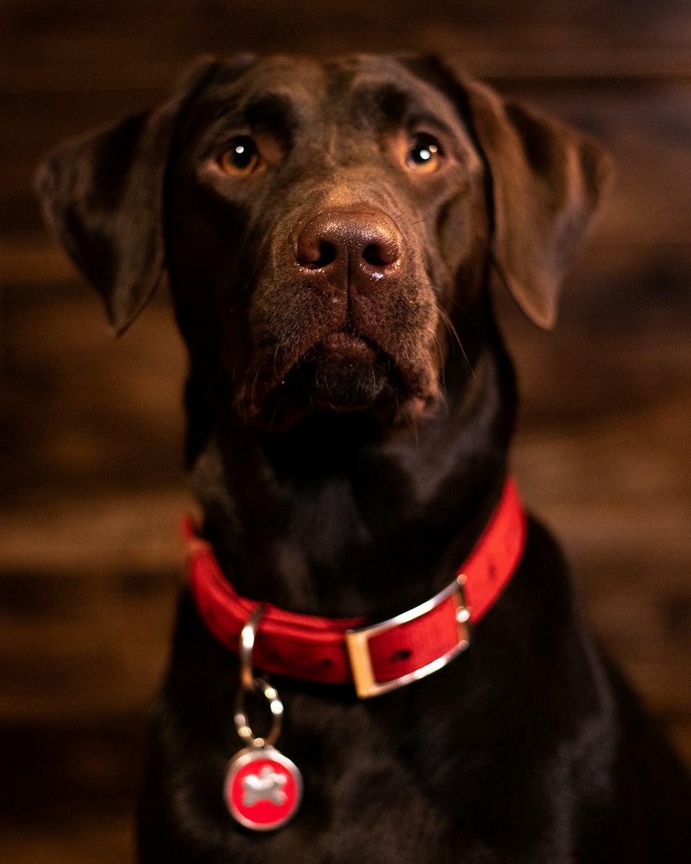 Schwarzer Labrador Retriever mit roter und schwarzer Hundeleine