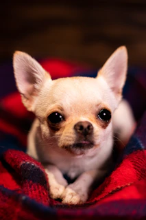 A playful Chihuahua puppy with bright eyes sitting on a soft blanket.