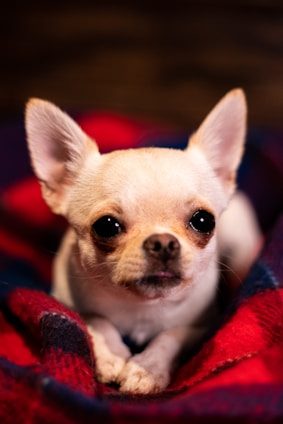 A small white Chihuahua is resting on a soft, red plaid blanket. The dog's large eyes are expressive, and its ears are perked up.