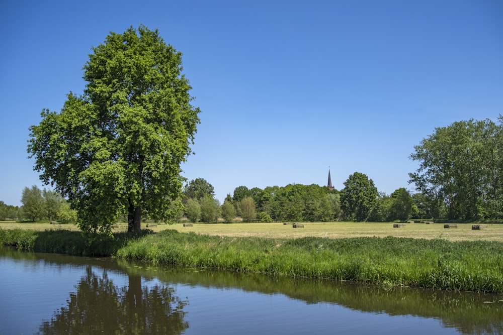 green trees beside river during daytime